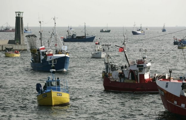 Gatunki ryb zagrożone wyginięciem /AFP