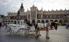 "Gazeta Krakowska":  Konie na Rynku Głównym "czują się jak na patelni"