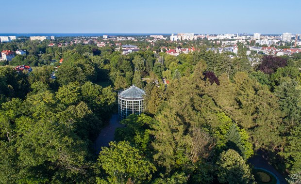 Gdańsk: 180-letnia palma z Oliwy obumarła. Sprawę bada prokuratura