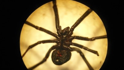 Gdańsk: Celnicy odkryli czarne wdowy w portowym kontenerze