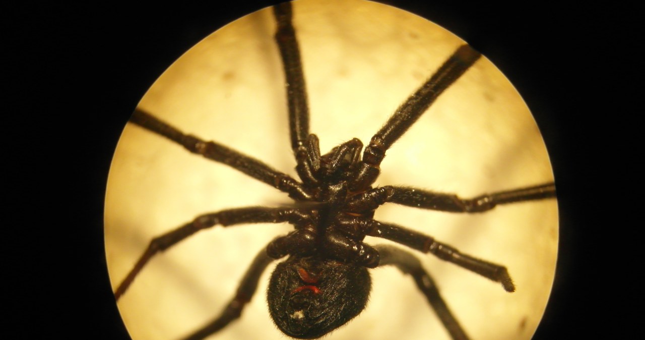 Gdańsk: Celnicy odkryli czarne wdowy w portowym kontenerze