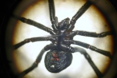 Gdańsk: Celnicy odkryli czarne wdowy w portowym kontenerze