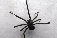 Gdańsk: Celnicy odkryli czarne wdowy w portowym kontenerze