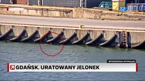 Gdańsk: Dramatyczna walka o życie młodego jelenia