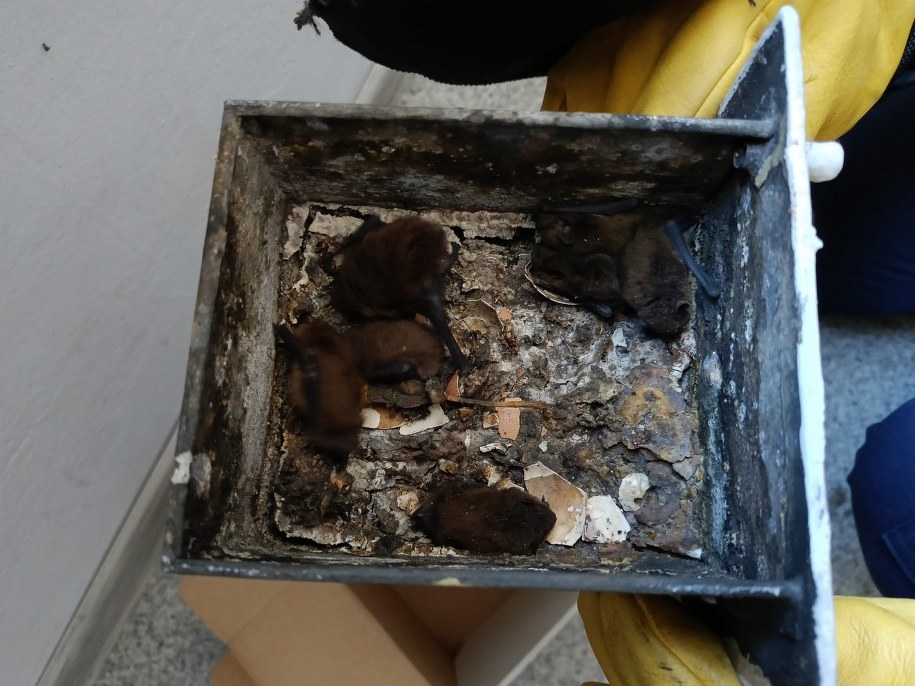 Gdańsk. Nietoperze uratowane przez mundurowych /Facebook/Straż Miejska w Gdańsku /