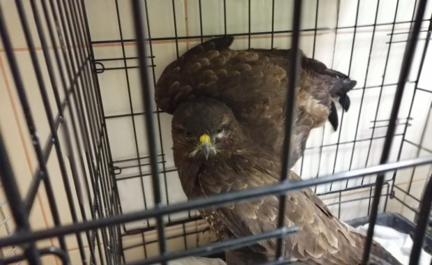 Gdańsk: Policjanci uratowali myszołowa