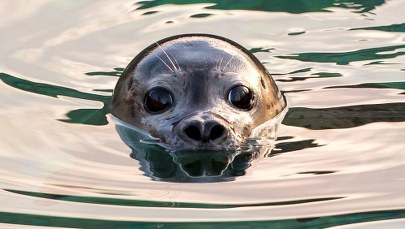 Gdańsk: Sekcje wykazały, że trzy foki zginęły od uderzeń w głowę