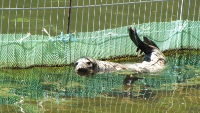 Gdańsk: Trzymiesięczna foka wkrótce zacznie życie na wolności