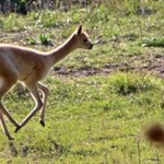 Gdańskie zoo ma nową, uroczą lokatorkę. To samiczka wikunii