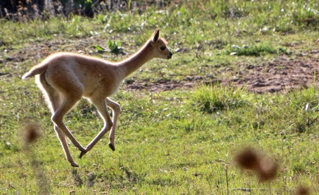 Gdańskie zoo ma nową, uroczą lokatorkę. To samiczka wikunii