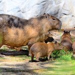 Gdańskie zoo ma nowych mieszkańców. To cztery małe kapibary