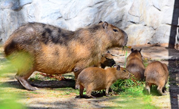 Gdańskie zoo ma nowych mieszkańców. To cztery małe kapibary