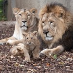 ​Gdańskie zoo świętuje Międzynarodowy Dzień Lwa