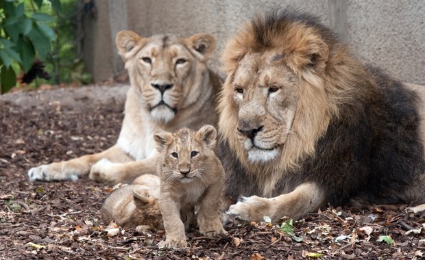 ​Gdańskie zoo świętuje Międzynarodowy Dzień Lwa