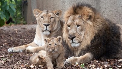 ​Gdańskie zoo świętuje Międzynarodowy Dzień Lwa