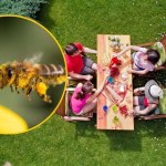 Gdy je zobaczysz, nie panikuj. Jeden z tych owadów gryzie tylko raz