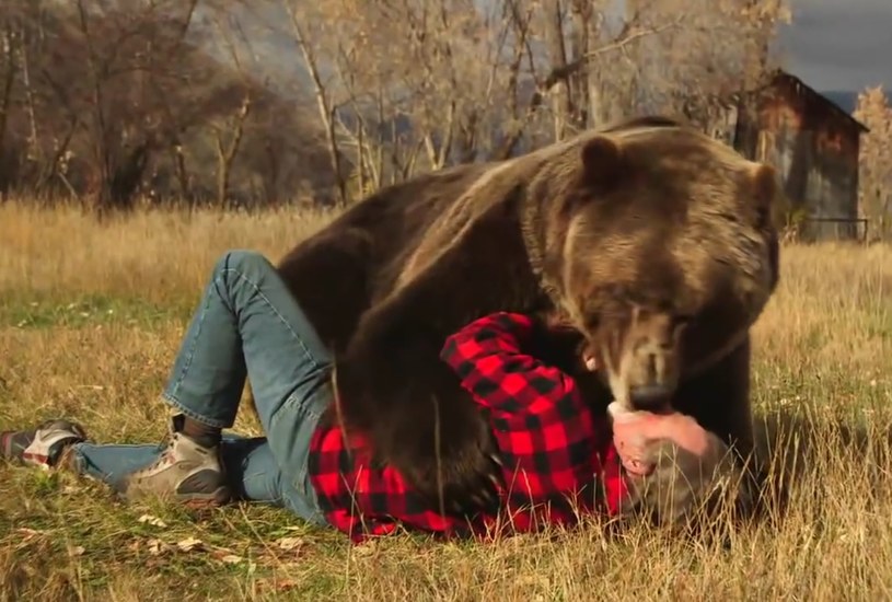 Gdy niedźwiedź atakuje nie zawsze jesteśmy skazani na najgorsze... /YouTube