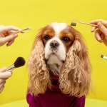 Gdy pies staje się "psieckiem". Weterynarze ostrzegają