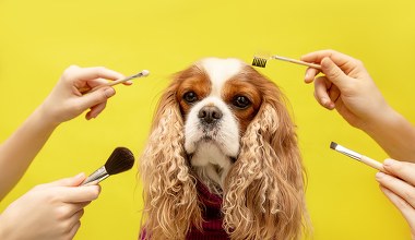 Gdy pies staje się "psieckiem". Weterynarze ostrzegają