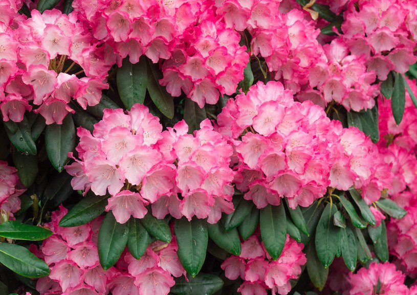 Gdy ustaną mrozy, zrób to z rododendronami. Na wiosnę zakwitną jak nigdy dotąd