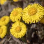 Gdy zaczyna kwitnąć, zbierz jak najwięcej. Pomaga w stanach zapalnych, problemach z żołądkiem i odpornością