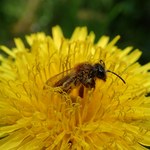 Gdynia: Za bohaterskie uratowanie pszczoły - duży słoik miodu
