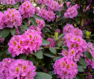 Gdzie i kiedy sadzić rododendrony?