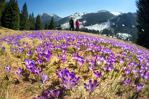 Gdzie jechać na krokusy w Tatrach? W tych miejscach widoki są najpiękniejsze