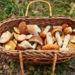 Gdzie na grzyby? Oto najlepsze miejsca i lasy w Polsce