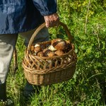 Gdzie na grzyby w świętokrzyskim? Z tego lasu grzybiarze wychodzą z pełnymi koszami 