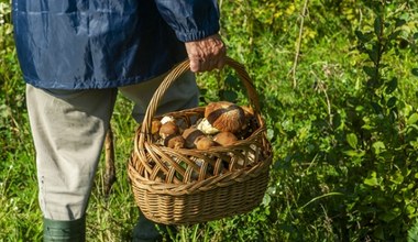 Gdzie na grzyby w świętokrzyskim? Z tego lasu grzybiarze wychodzą z pełnymi koszami 