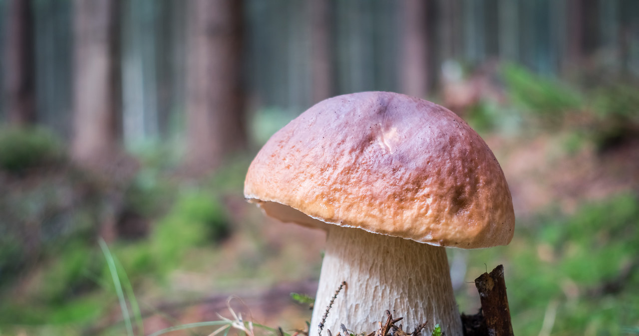 Gdzie najczęściej rosną borowiki? /123RF/PICSEL