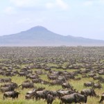 Gdzie podziały się antylopy gnu? Sztuczna inteligencja nie może się ich doliczyć