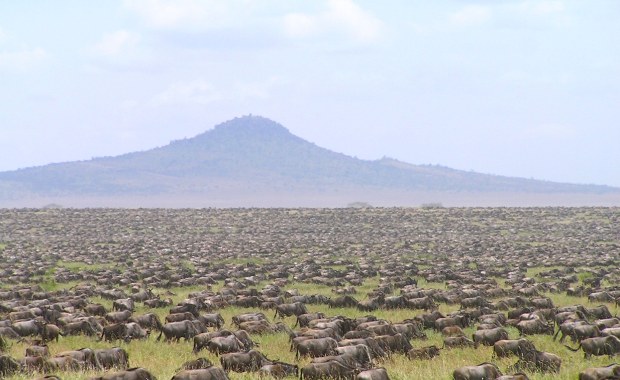 Gdzie podziały się antylopy gnu? Sztuczna inteligencja nie może się ich doliczyć