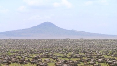 Gdzie podziały się antylopy gnu? Sztuczna inteligencja nie może się ich doliczyć