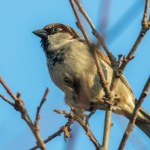 Gdzie podziały się wróble? Polacy coraz rzadziej widują te pożyteczne ptaki