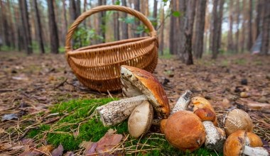 Gdzie pójść na grzyby na Mazowszu? Oto sprawdzone miejsca