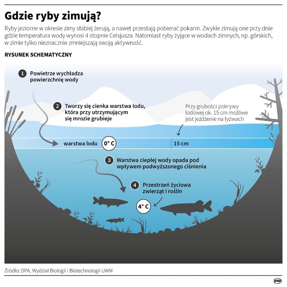 Gdzie ryby zimują? /Adam Ziemienowicz, Mateusz Krymski /PAP