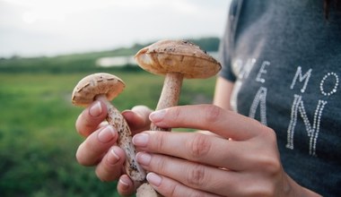 Gdzie są grzyby? Leśniczy zdradza sekret udanych zbiorów