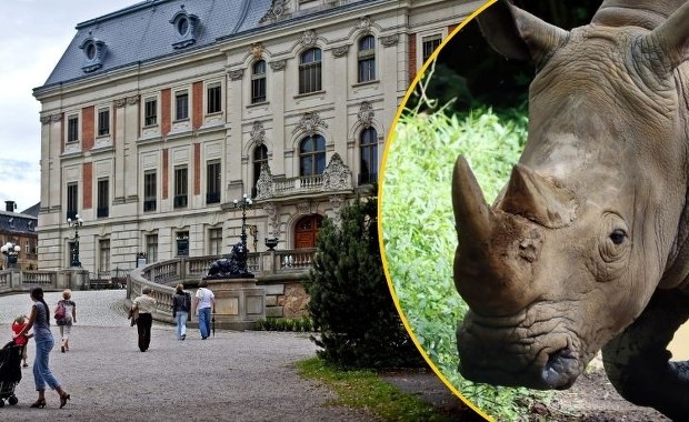 ​Gdzie są rogi nosorożca? Zuchwała kradzież w Pszczynie
