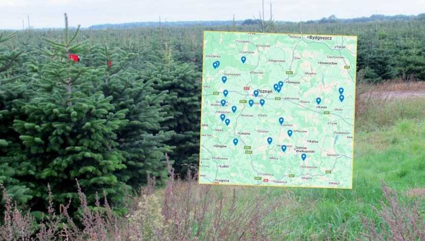 Gdzie samodzielnie wyciąć choinkę? Jest mapa z lokalizacjami