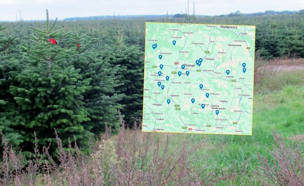 Gdzie samodzielnie wyciąć choinkę? Jest mapa z lokalizacjami