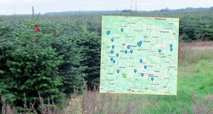 Gdzie samodzielnie wyciąć choinkę? Jest mapa z lokalizacjami