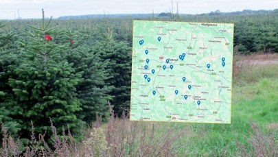 Gdzie samodzielnie wyciąć choinkę? Jest mapa z lokalizacjami