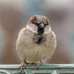 Gdzie się podziały polskie wróble? Zabija je coś, czym się szczycimy