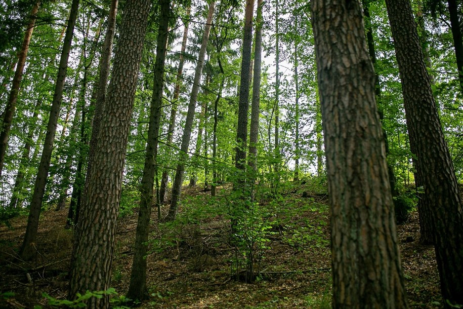 Gdzie spotkać strzyżaka sarniego? Poznaj mapę zagrożenia /Shutterstock