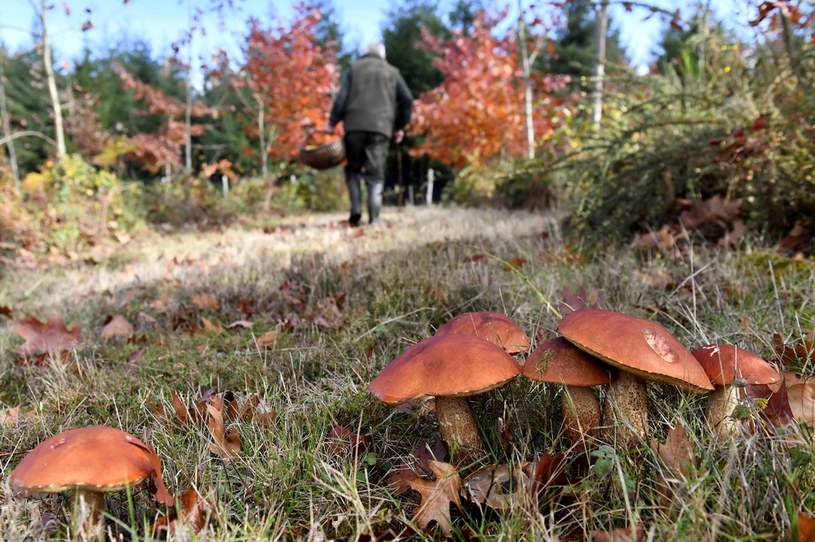 Gdzie szukać grzybów w lesie? Wszystko zależy od tego, z jakim gatunkiem mamy do czynienia /AFP