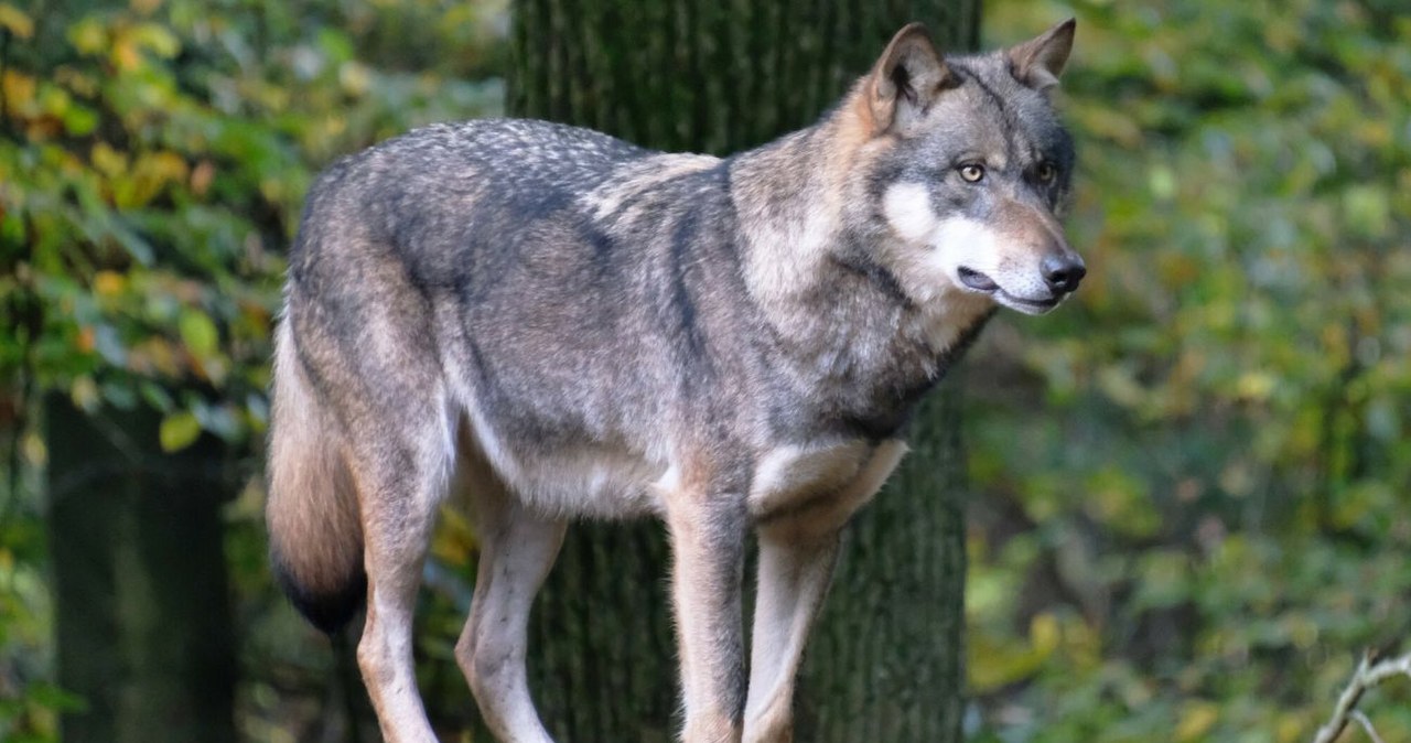 Gdzie w Polsce występują wilki? /IMAGO/Martin Wagner/Imago Stock and People /East News