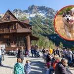 Gdzie w Tatrach można wejść z psem? Sprawdź, inaczej mandat uderzy po kieszeni