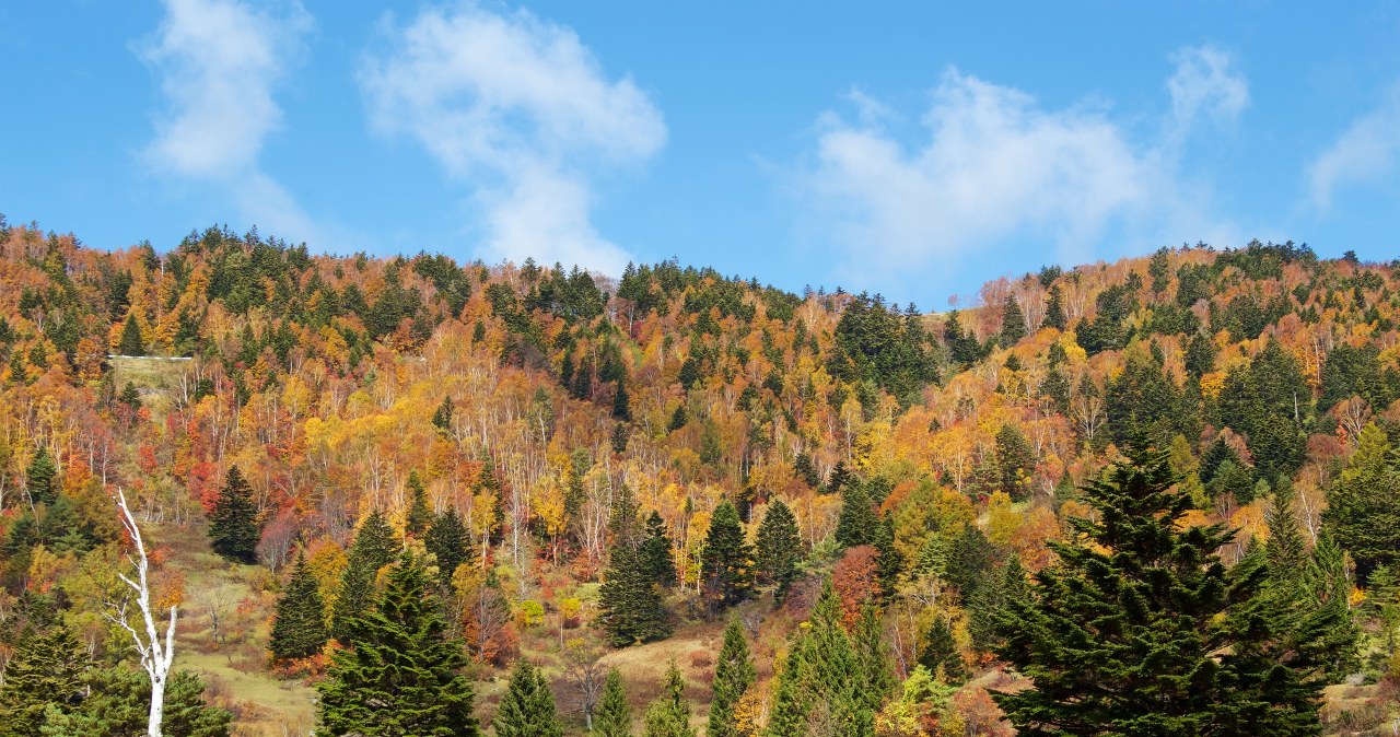 Gdzie warto wybrać się jesienią, aby podziwiać piękne krajobrazy? /Pixel